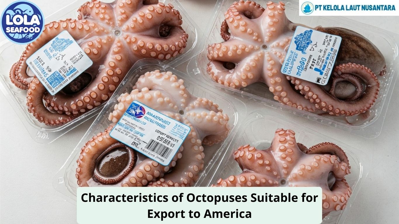 Characteristics of Octopuses Suitable for Export to America